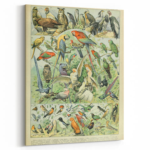 Vintage Animal Art: Retro Birds & Parrots Illustration Print