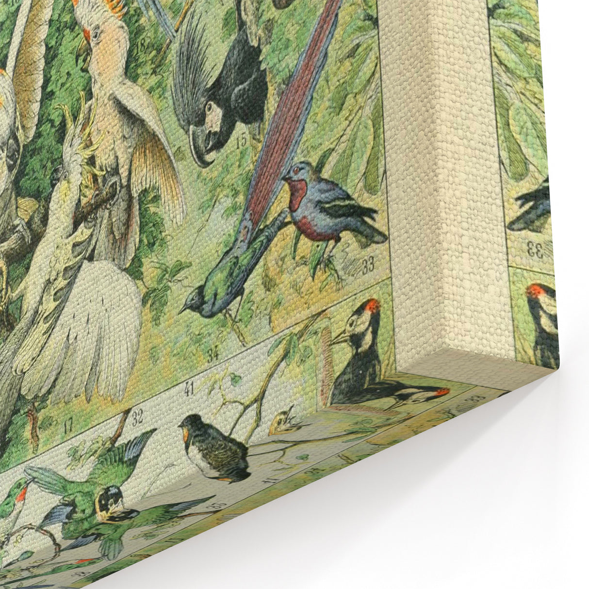 Vintage Animal Art: Retro Birds & Parrots Illustration Print