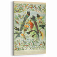 Vintage Animal Art: Birds of Paradise & Exotic Hummingbirds Print