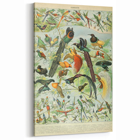 Vintage Animal Art: Birds of Paradise & Exotic Hummingbirds Print