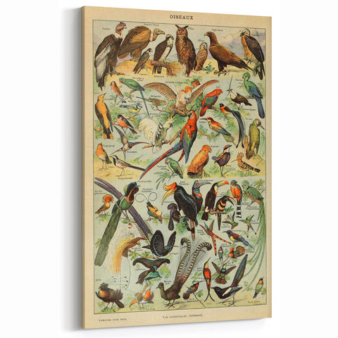 Vintage Animal Art: Exotic Birds & Birds of Paradise Print
