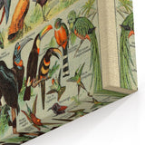 Vintage Animal Art: Exotic Birds & Birds of Paradise Print
