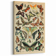 Vintage Animal Art: Exotic Butterflies & Moths Illustration Print