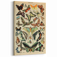 Vintage Animal Art: Exotic Butterflies & Moths Illustration Print