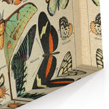 Vintage Animal Art: Exotic Butterflies & Moths Illustration Print