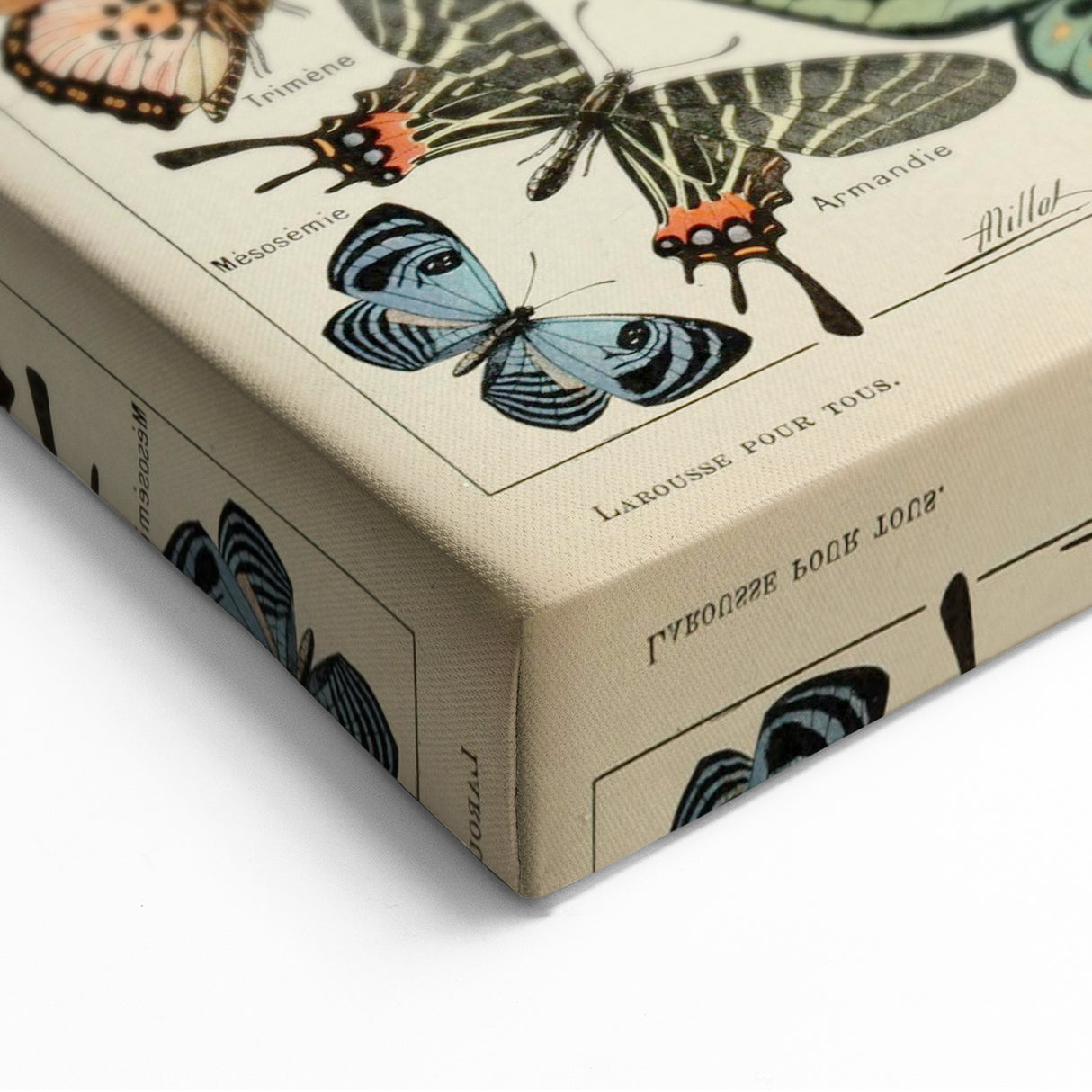 Vintage Animal Art: Exotic Butterflies & Moths Illustration Print