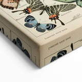 Vintage Animal Art: Exotic Butterflies & Moths Illustration Print