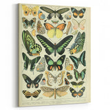 Vintage Animal Art: Exotic Butterflies & Moths Illustration Butterfly Artwork
