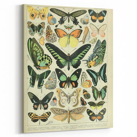 Vintage Animal Art: Exotic Butterflies & Moths Illustration Butterfly Artwork