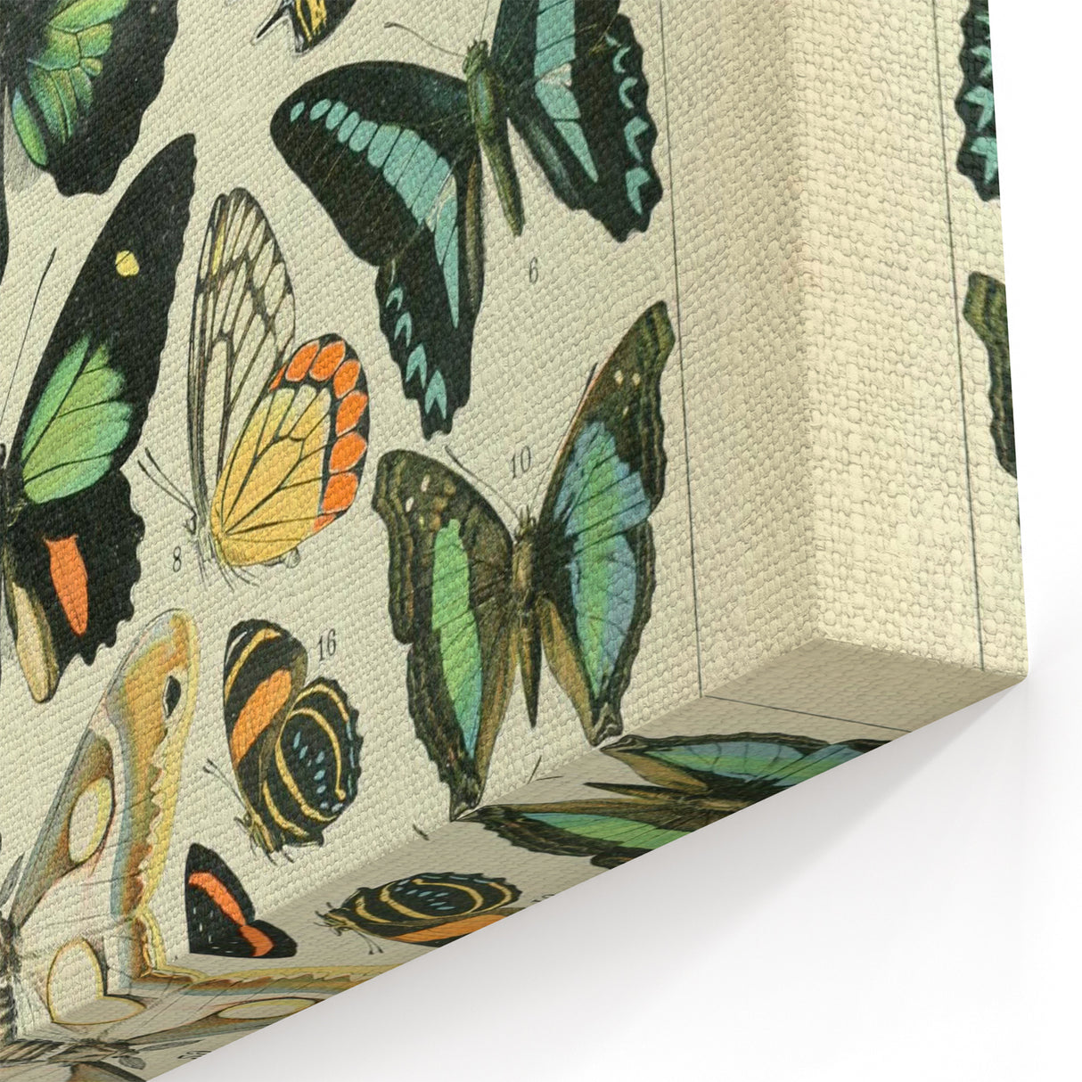 Vintage Animal Art: Exotic Butterflies & Moths Illustration Butterfly Artwork