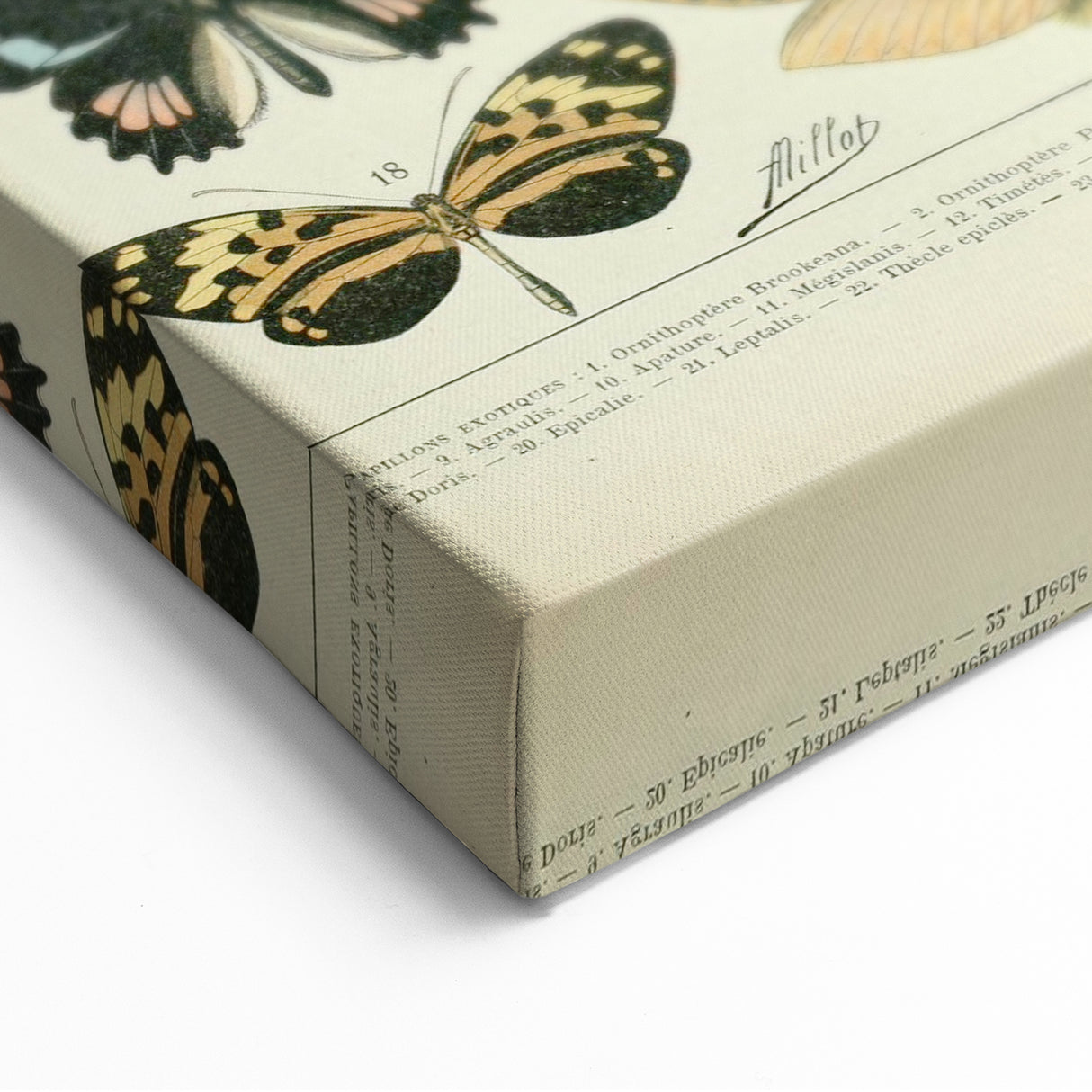 Vintage Animal Art: Exotic Butterflies & Moths Illustration Butterfly Artwork