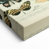 Vintage Animal Art: Exotic Butterflies & Moths Illustration Butterfly Artwork