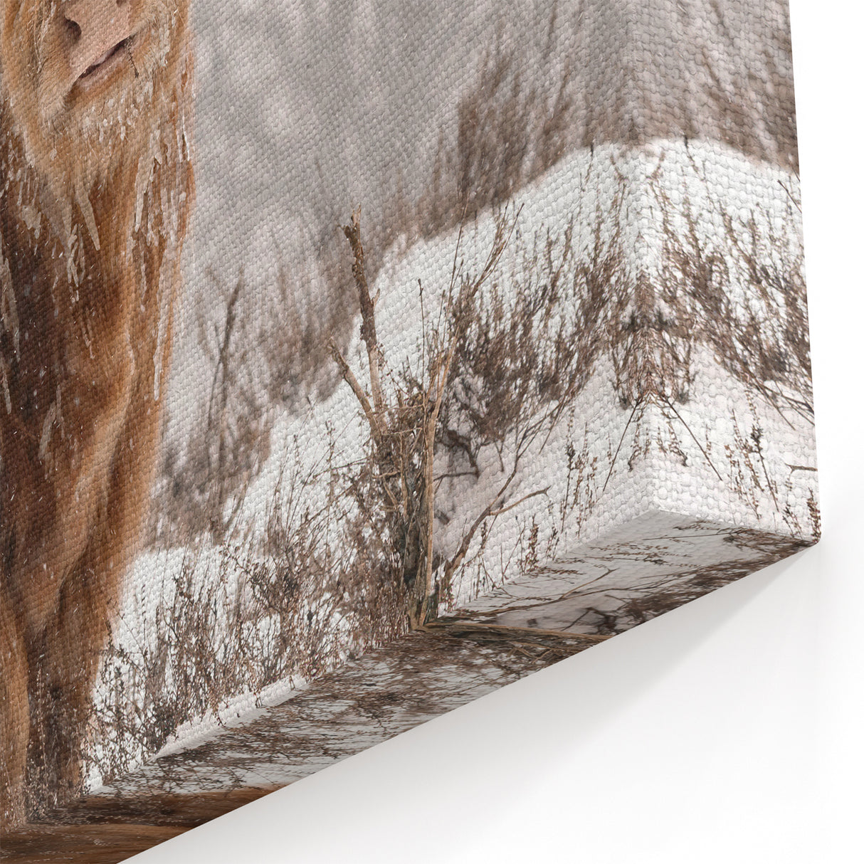 Highland Cow in Snow - Winter Scene Wall Art Winter Canvas Print