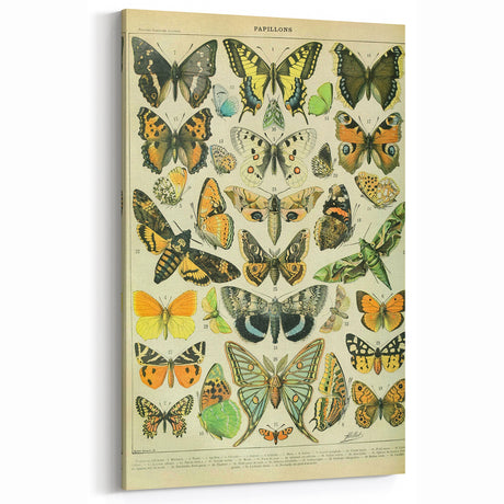 Vintage Butterfly Illustration Wall Art | Animal Wall Decor