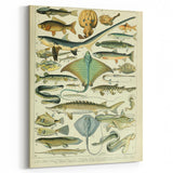 Retro Animal Illustrations: Vintage Fish Art for Home Decor