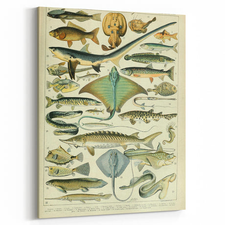 Retro Animal Illustrations: Vintage Fish Art for Home Decor