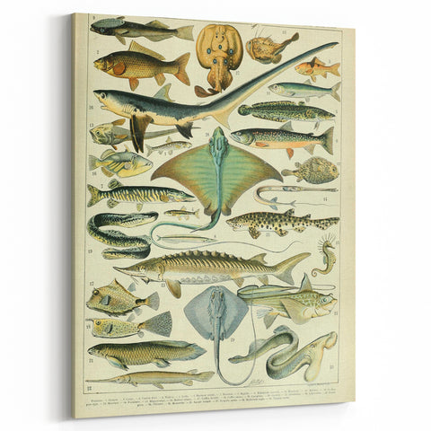 Retro Animal Illustrations: Vintage Fish Art for Home Decor