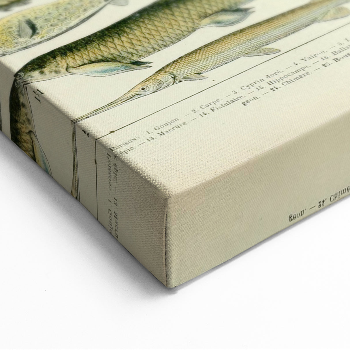 Retro Animal Illustrations: Vintage Fish Art for Home Decor
