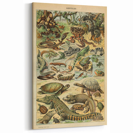 Vintage Animal Art: Intricate Reptile Illustration Wall Decor