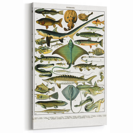 Vintage Fish Illustrations | Artistic Animal Wall Decor Print