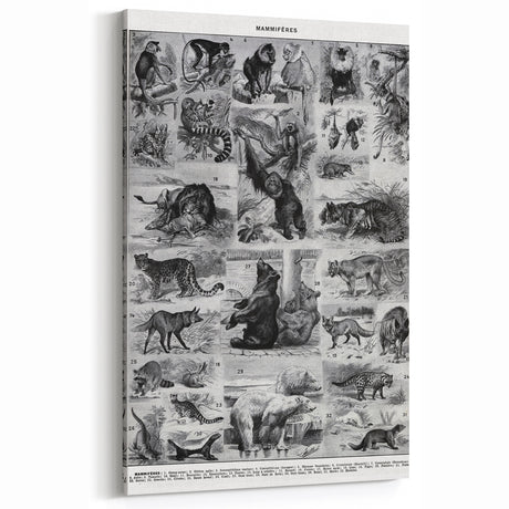 Vintage Mammal Illustrations | Animal Wall Decor Art Print