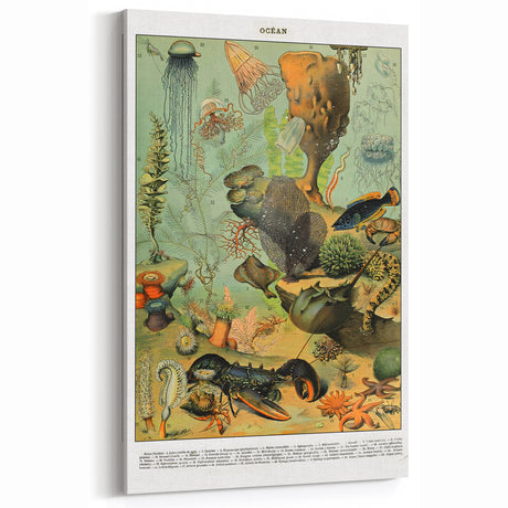 Vintage Ocean Animal Art Print – Marine Life Illustration Wall Decor