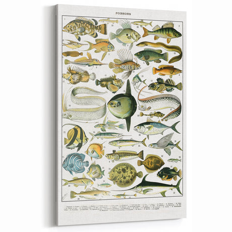 Vintage Fish Illustration Art Print – Retro Marine Life Wall Decor