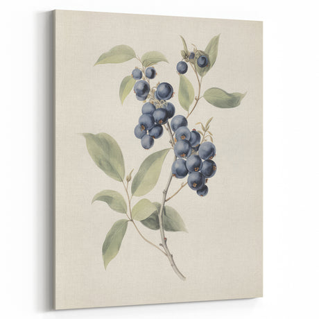 Vintage Botanical Art Prints – Blueberry Botanical Wall Decor