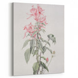 Vintage Botanical Art Print - Pink Floral Illustration – Framed