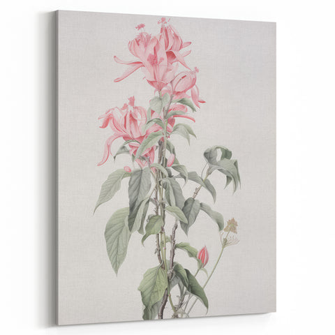 Vintage Botanical Art Print - Pink Floral Illustration – Framed