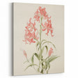 Vintage Botanical Art Print - Pink Flower Illustration – Framed