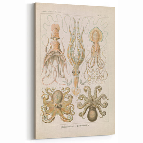 Vintage Octopus & Squid Illustration Art Print – Marine Life Decor