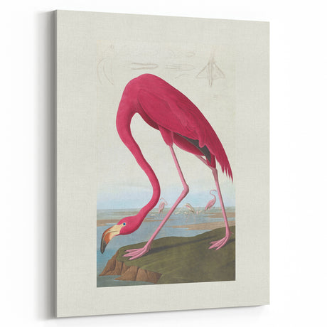 Vintage Animal Art: Flamingo Illustration Art Print for Home Decor