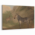 Vintage Animal Art - Majestic Zebra in Nature Antique Print