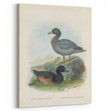 Vintage Animal Art: Duck Illustration Art Print