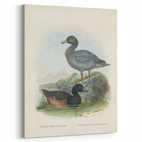 Vintage Animal Art: Duck Illustration Art Print