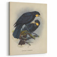 Vintage Animal Art: Bird Illustration Art Print