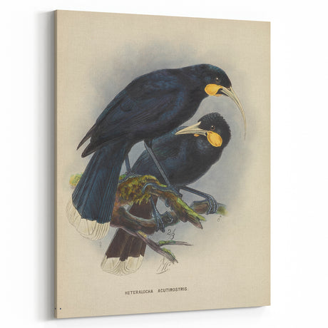 Vintage Animal Art: Bird Illustration Art Print
