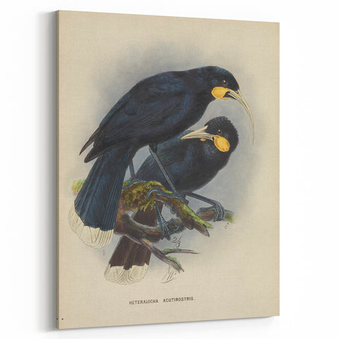Vintage Animal Art: Bird Illustration Art Print