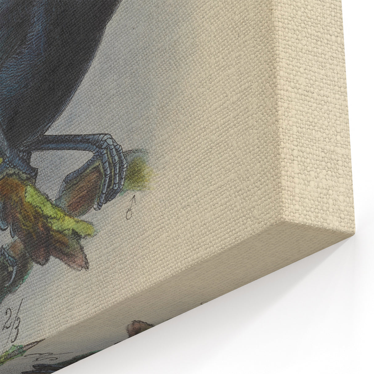 Vintage Animal Art: Bird Illustration Art Print