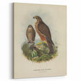 Vintage Animal Art: Hawk Illustration Art Print