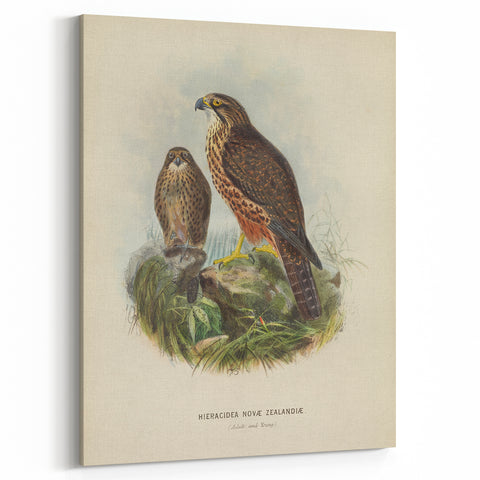 Vintage Animal Art: Hawk Illustration Art Print
