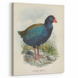 Vintage Animal Art: Takahe Illustration Art Print