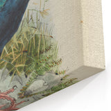 Vintage Animal Art: Takahe Illustration Art Print