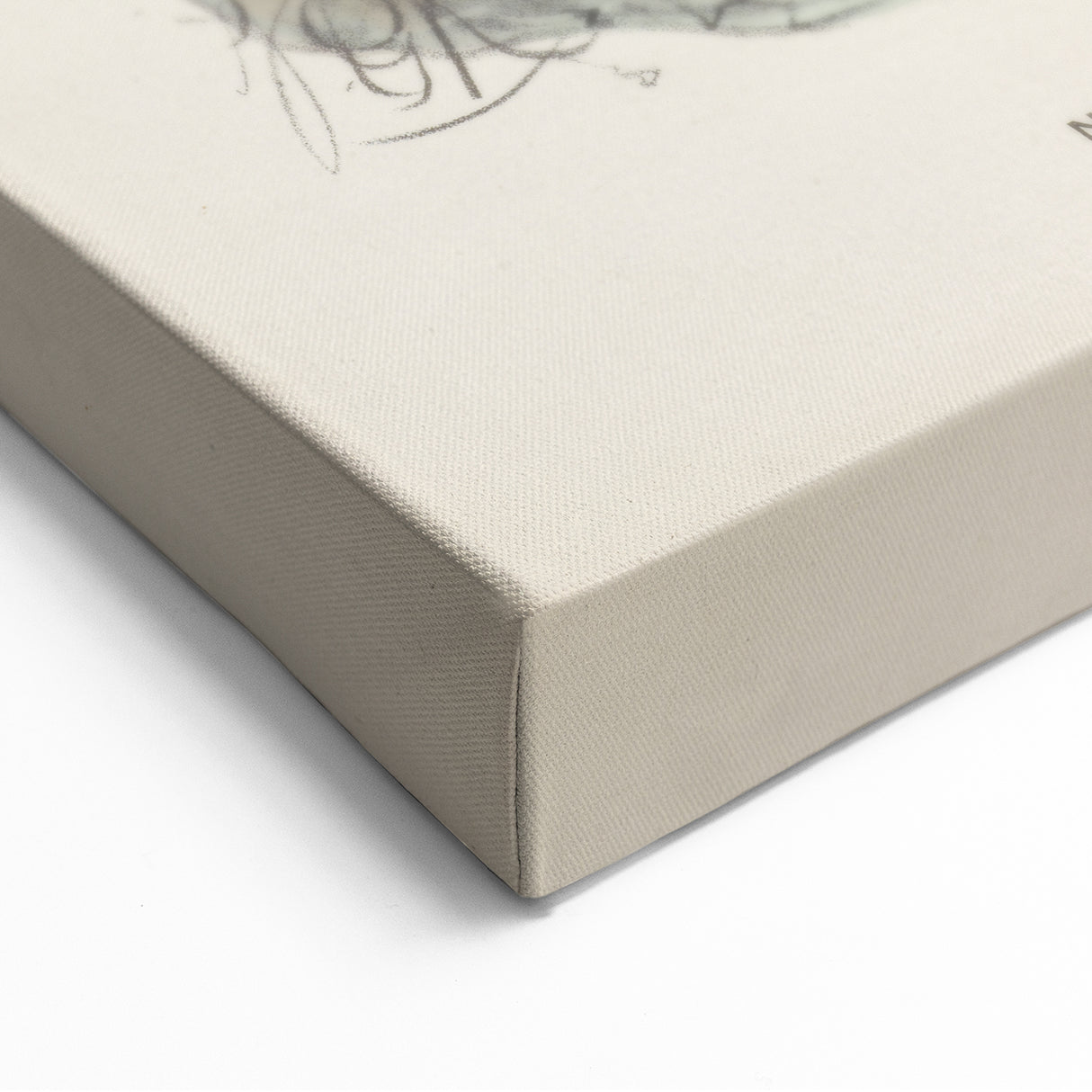 Vintage Animal Art: Takahe Illustration Art Print