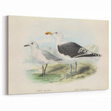 Vintage Animal Art: Seagull Illustration Art Print