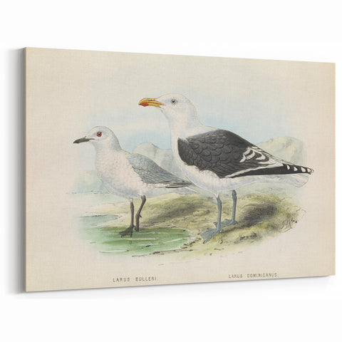 Vintage Animal Art: Seagull Illustration Art Print