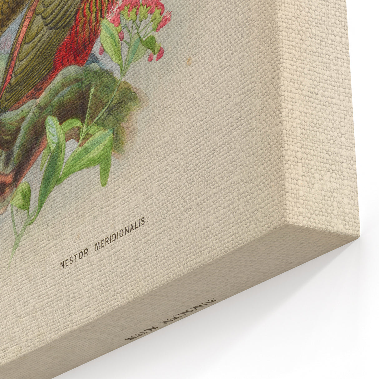 Vintage Animal Art: Parrot Illustration Art Print