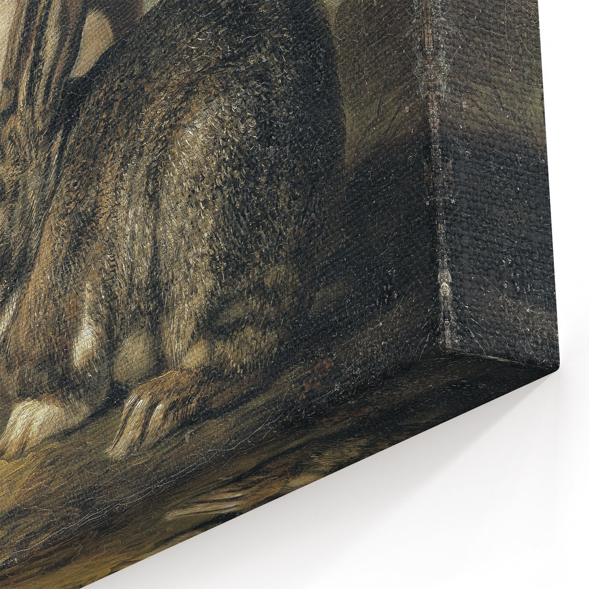Vintage Animal Art - White & Brown Rabbits Antique Wildlife Print