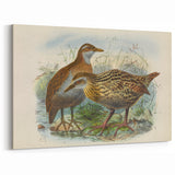 Vintage Animal Art: Bird Illustration Art Print